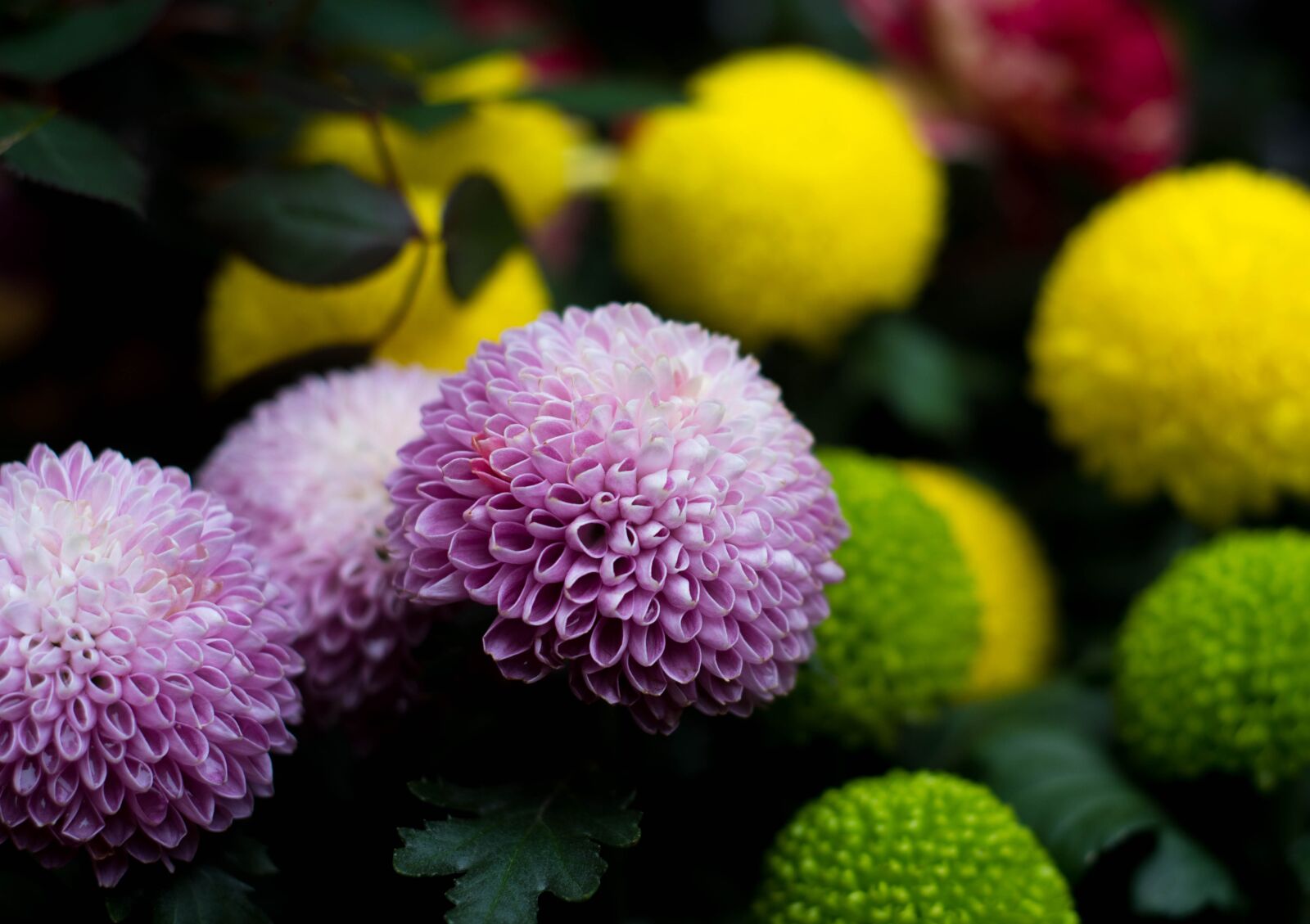 Nikon D810 sample photo. Bright yellow wanshou, daisy photography