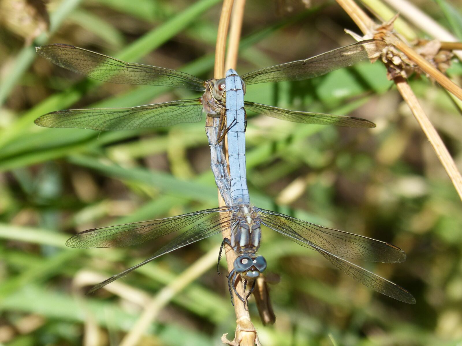 Panasonic DMC-FZ62 sample photo. Blue dragonfly, couple, mating photography