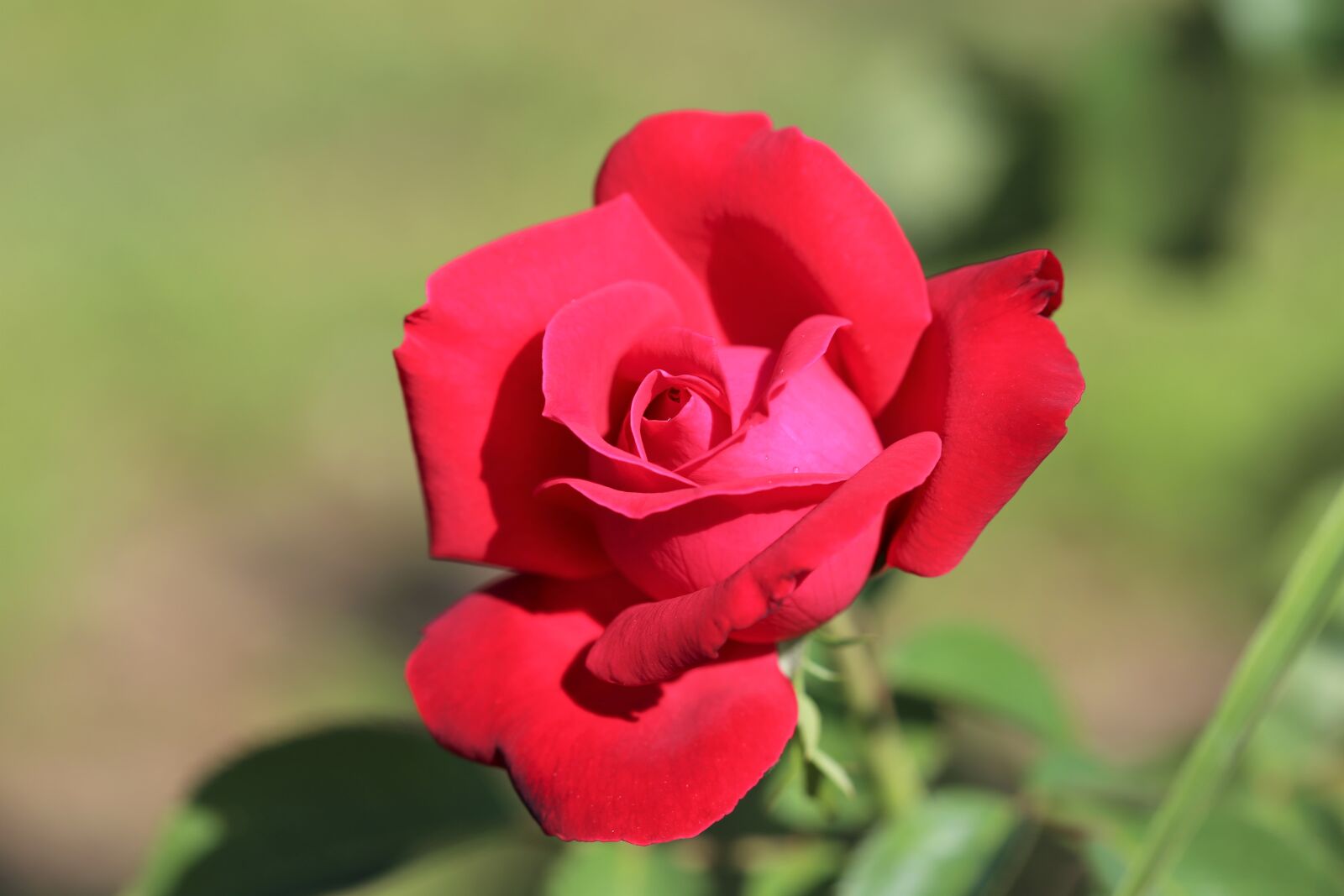Canon EOS 6D + Canon EF 100mm F2.8 Macro USM sample photo. Red rose, romantic, love photography