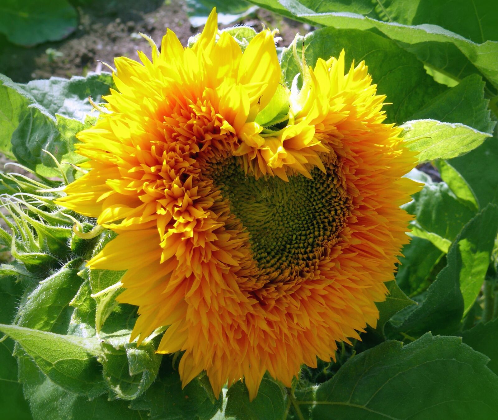 Panasonic DMC-FZ50 sample photo. Sunflower, flower petals, leaves photography