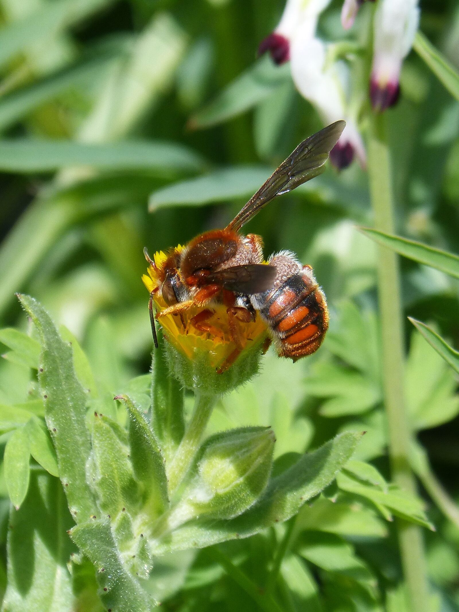 Panasonic DMC-FZ62 sample photo. Red bee, rhodanthidium sticticum photography