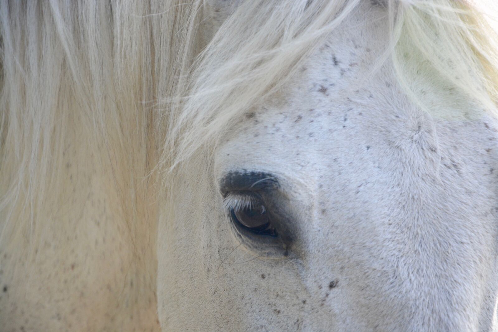 Nikon D5200 sample photo. Horse, color white, eye photography