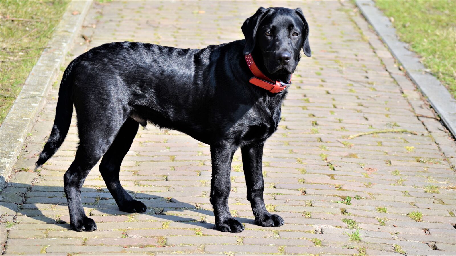 Nikon D5100 sample photo. Dog, animal kingdom, pet photography