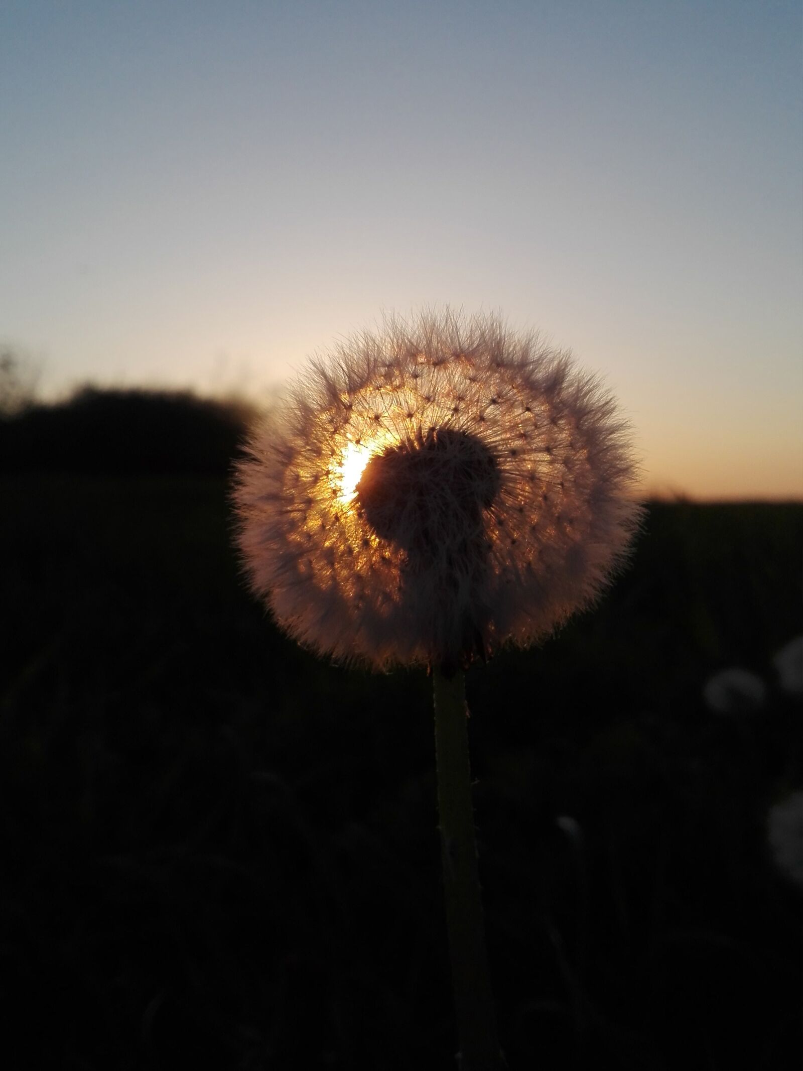 Samsung Galaxy A50 sample photo. Dandelion, seed, flower photography