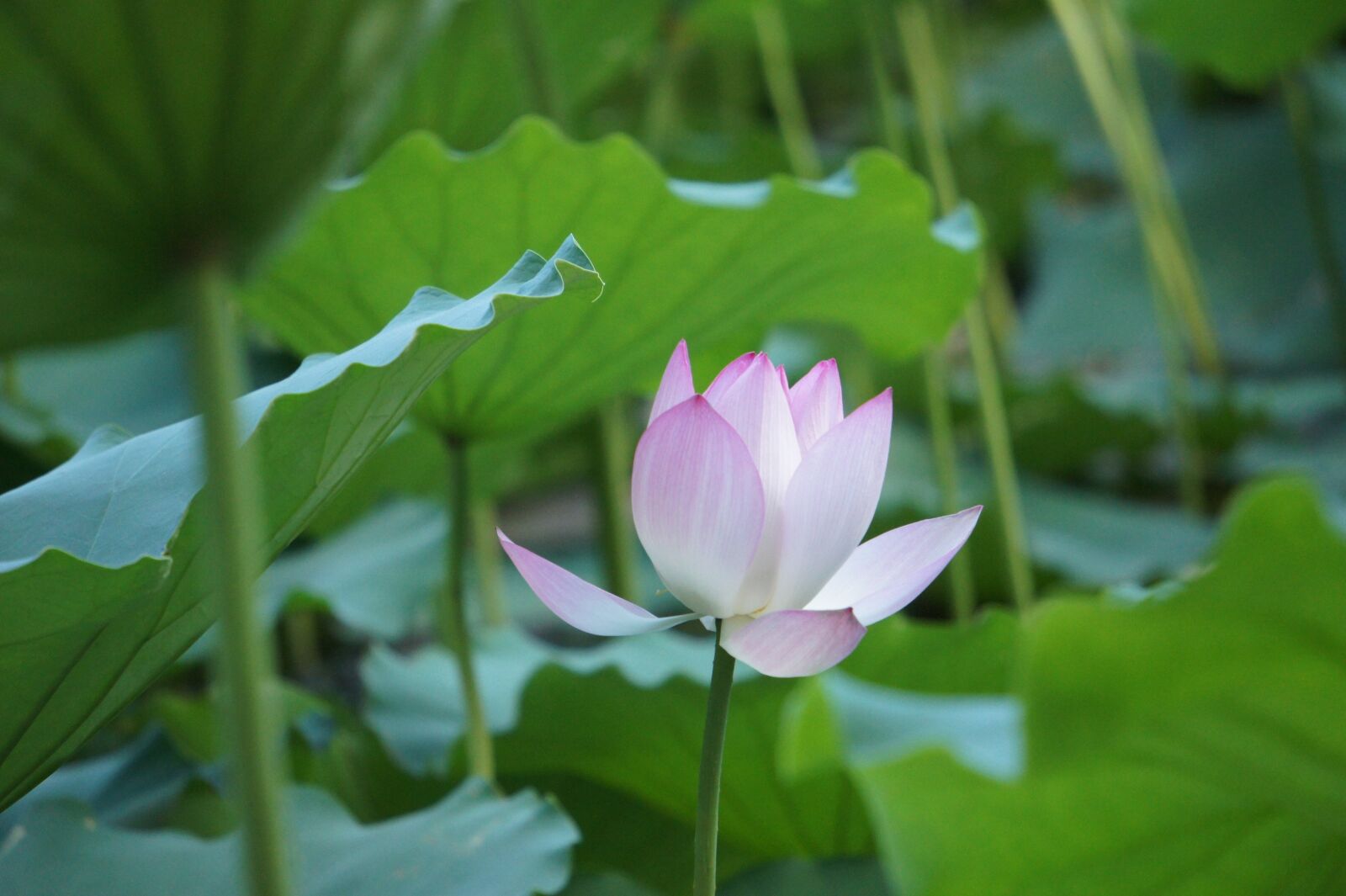 Sony NEX-5C + Sony E 55-210mm F4.5-6.3 OSS sample photo. Flower, lotus, natural photography