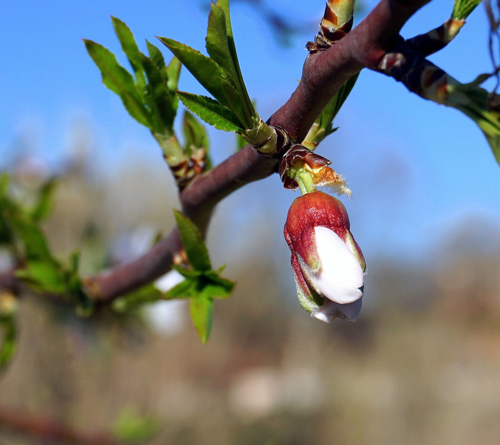 Sony E 16-50mm F3.5-5.6 PZ OSS sample photo. Almond tree, outbreak, flower photography