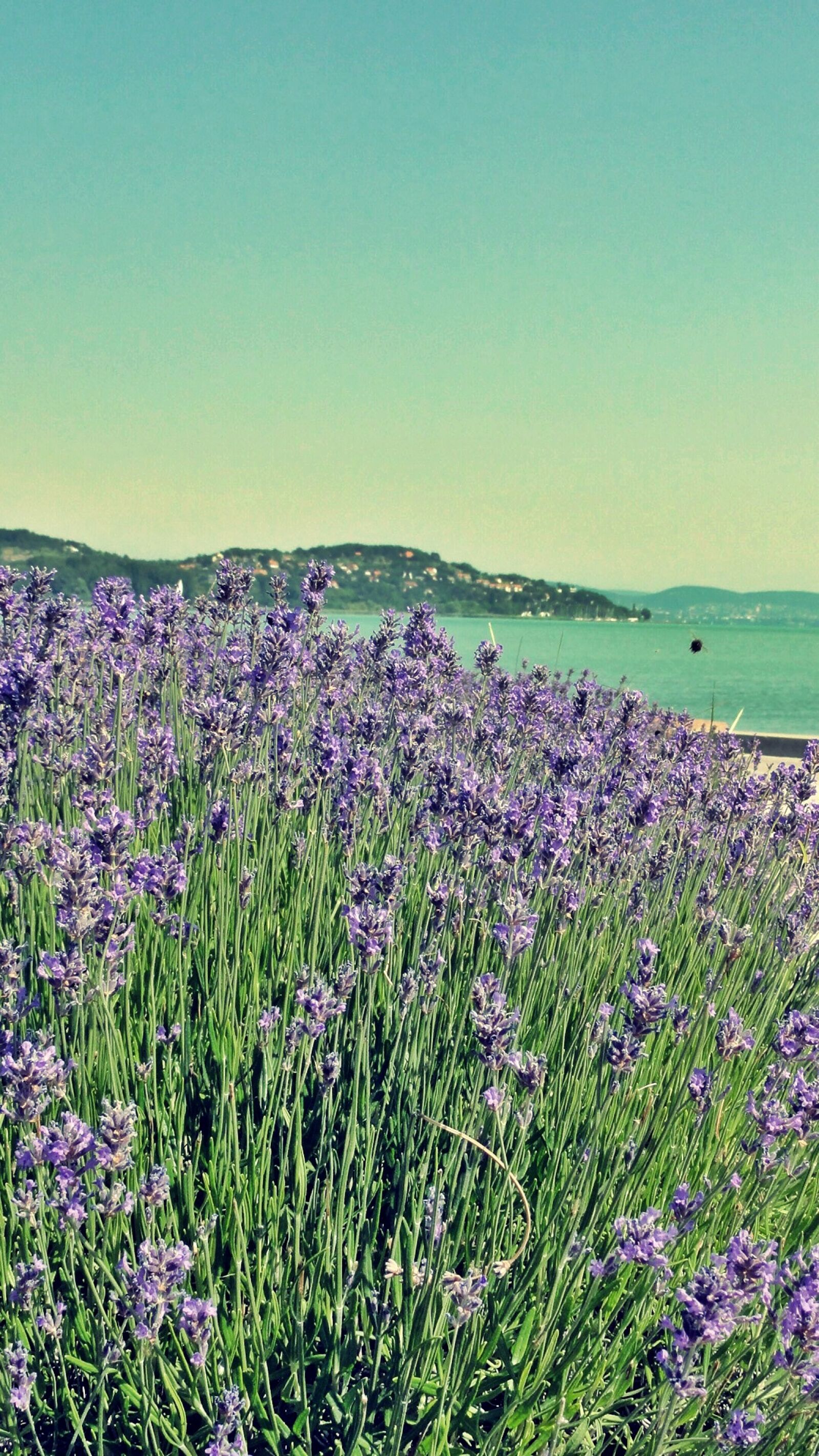 Sony DSC-HX5V sample photo. Bee, flower, lake, lavender photography