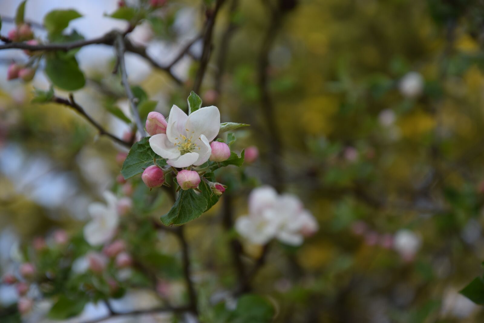 Nikon D5300 sample photo. Flower, nature, spring photography