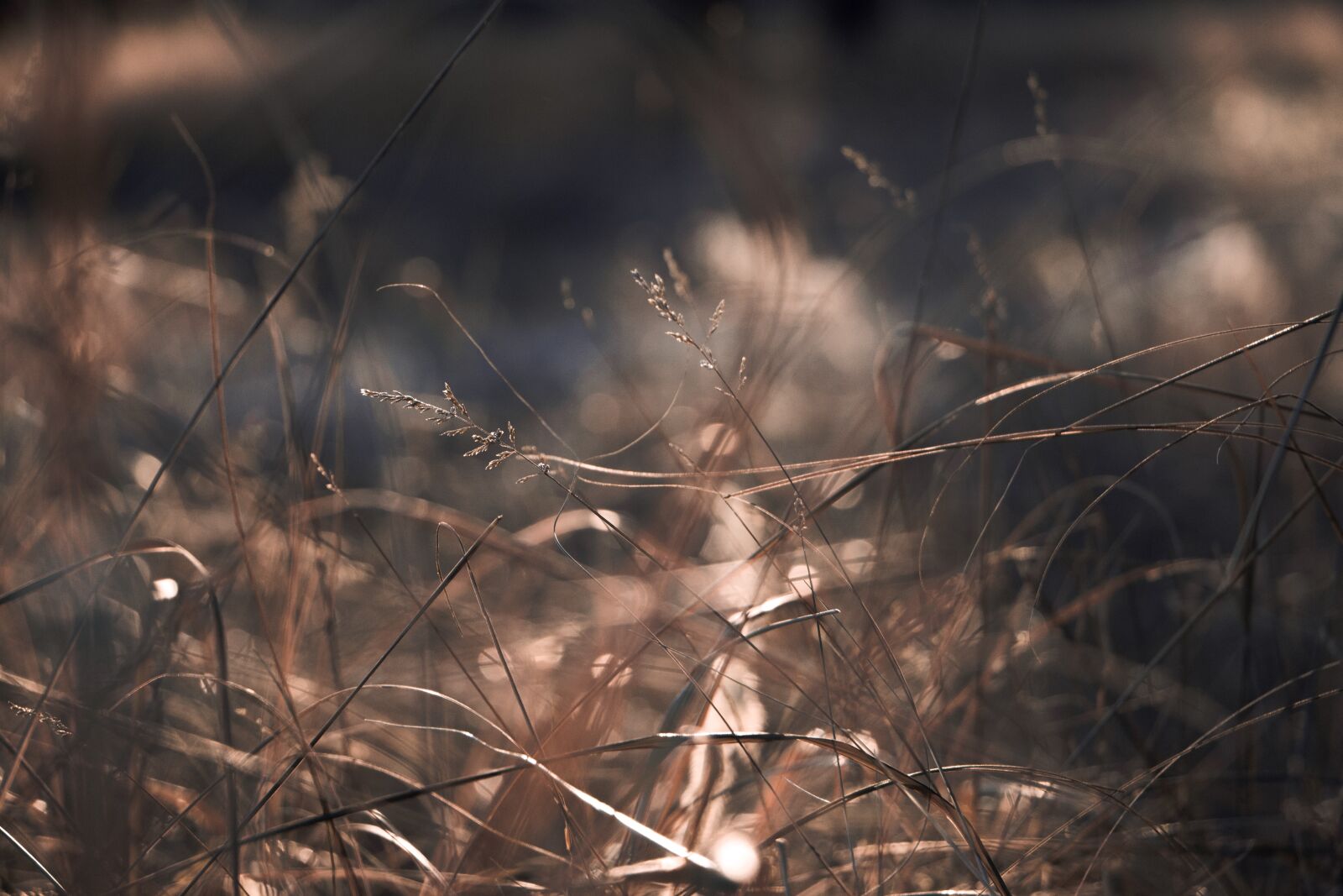 Canon EOS 700D (EOS Rebel T5i / EOS Kiss X7i) sample photo. Depth of field, dry photography