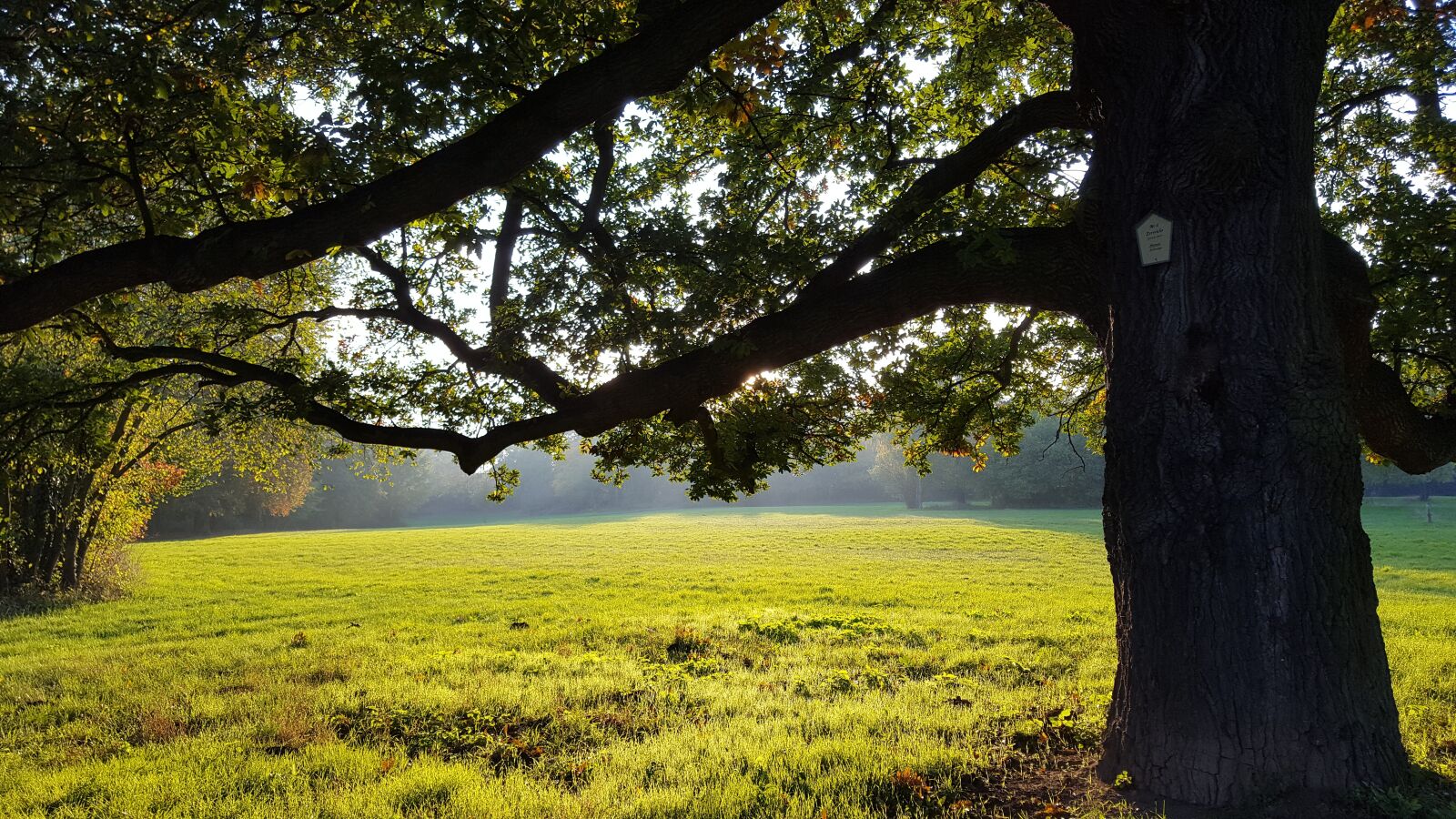 Samsung GALAXY S6 edge sample photo. Park, meadow, tree photography