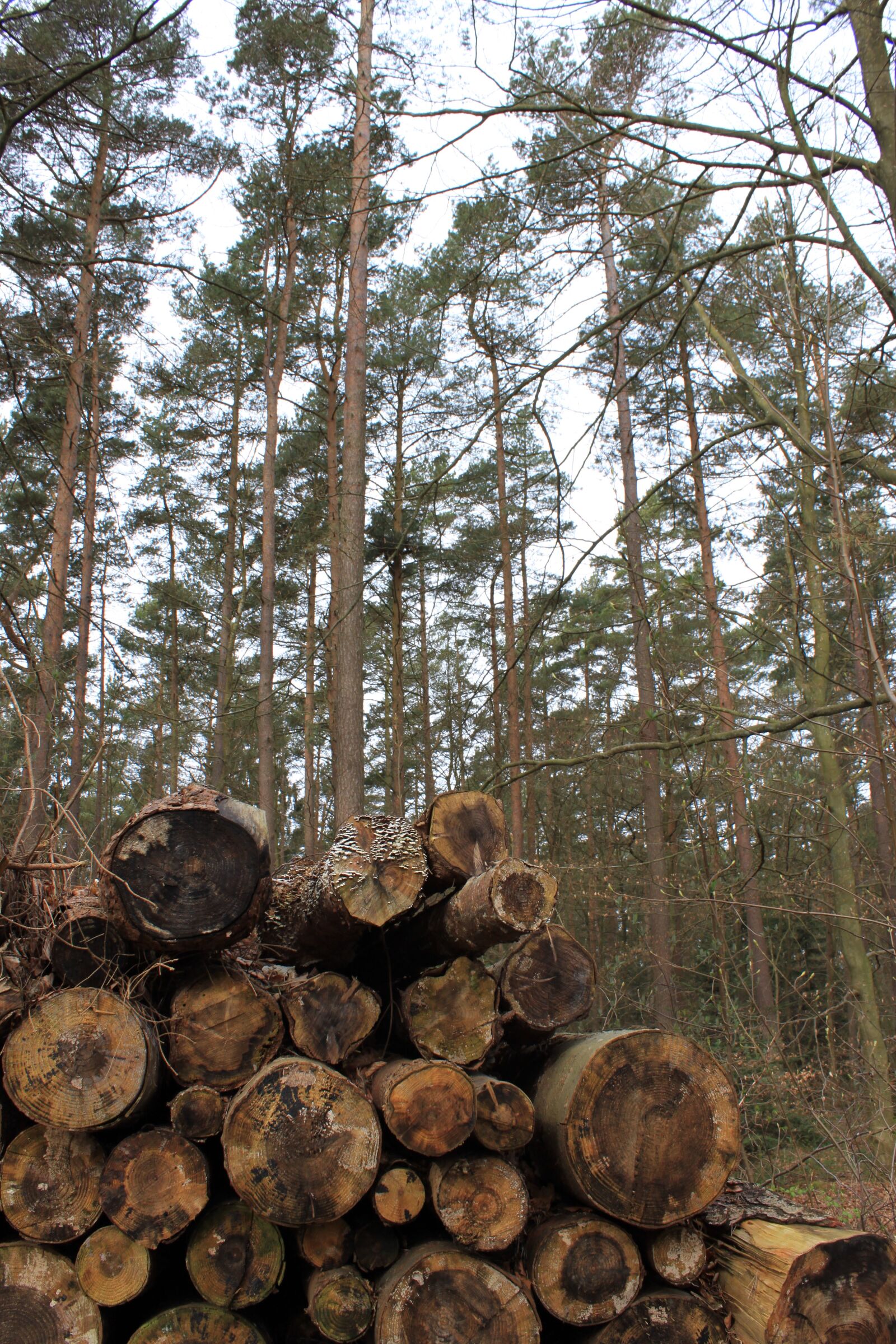 Canon EOS 500D (EOS Rebel T1i / EOS Kiss X3) sample photo. Denmark, madera, woods photography
