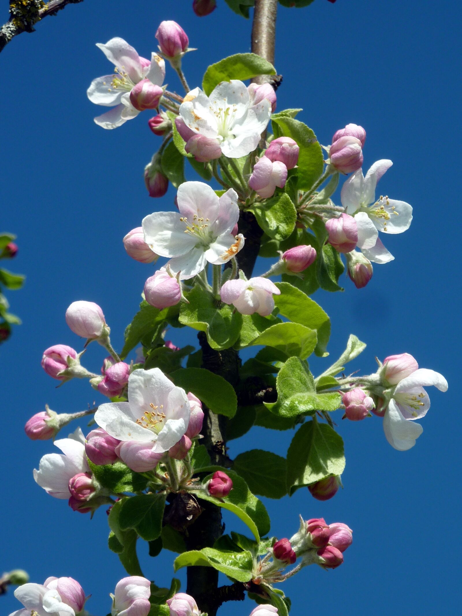 Panasonic DMC-TZ7 sample photo. Branch, flowers, spring photography