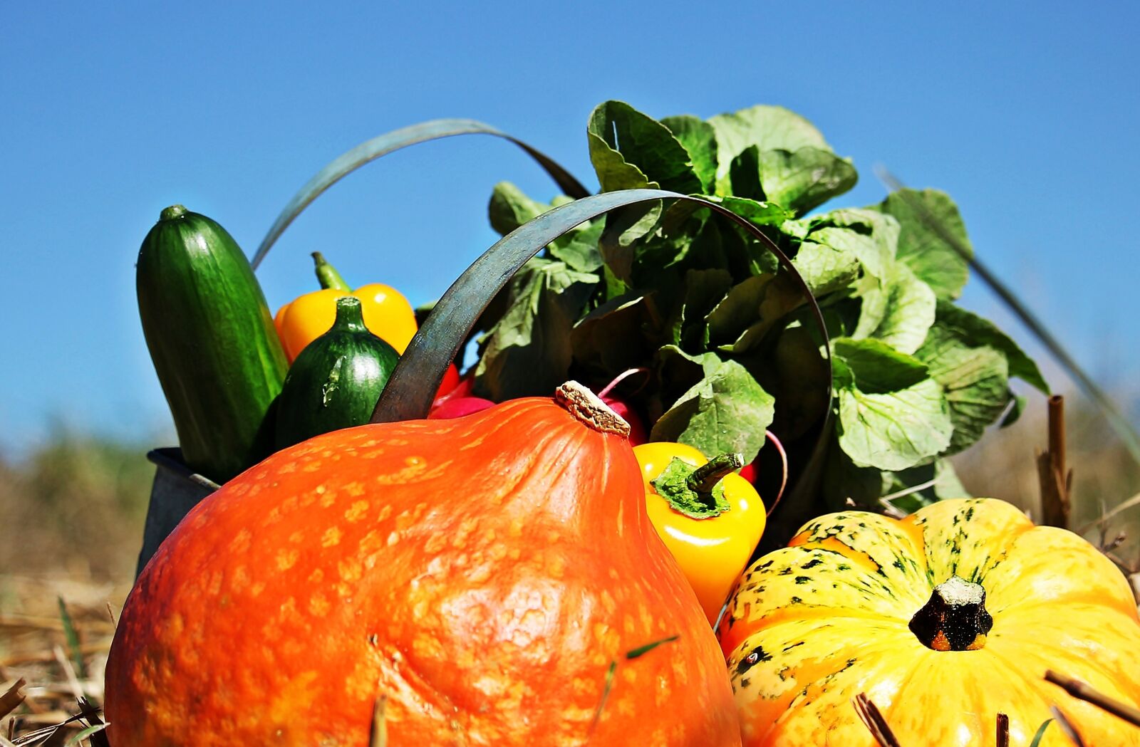 Canon EOS 550D (EOS Rebel T2i / EOS Kiss X4) sample photo. Thanksgiving, pumpkins, cucumbers photography