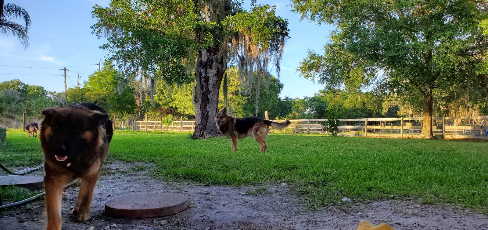 Samsung Galaxy S10+ sample photo. Animals, dogs, nature photography