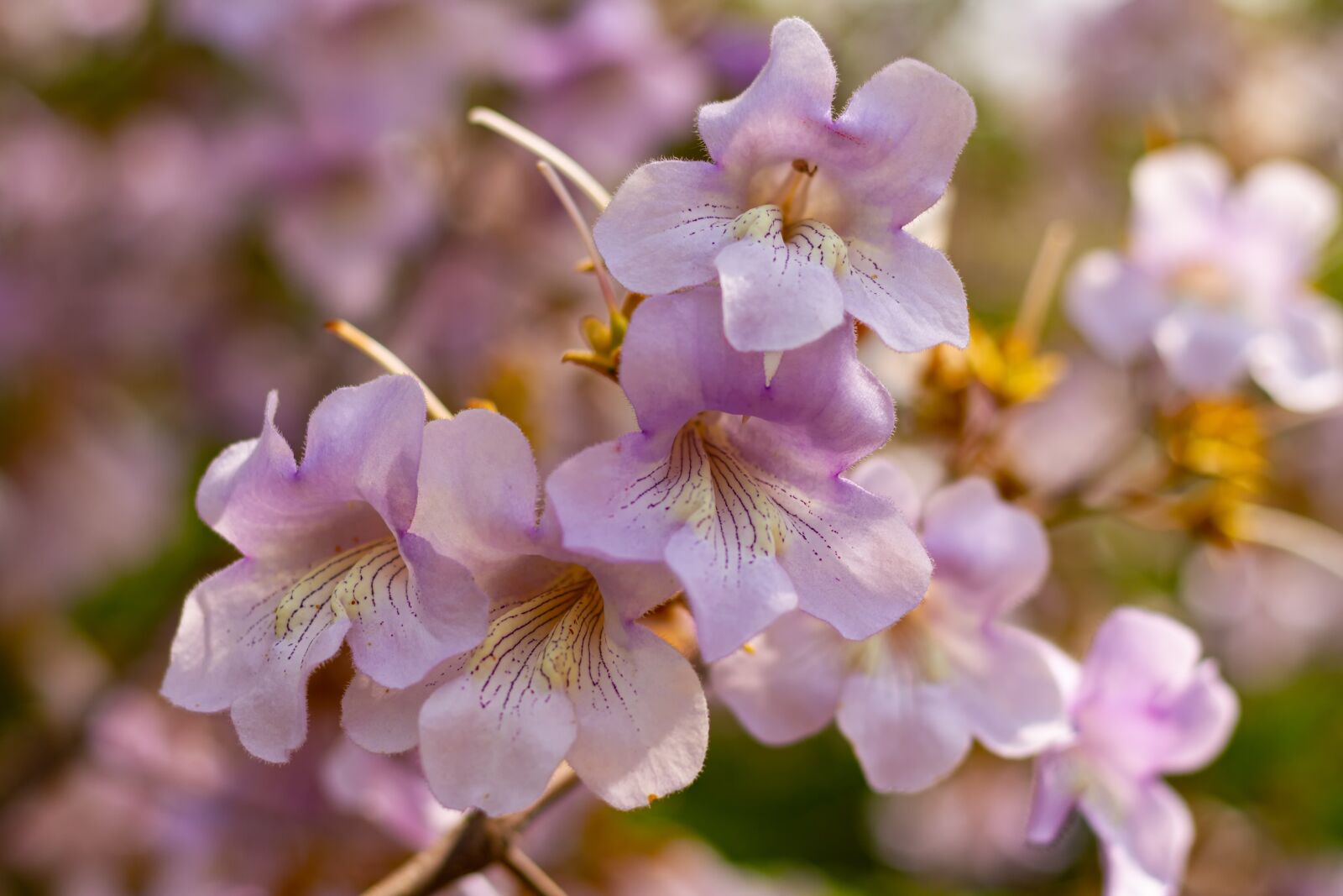 Canon EOS 7D sample photo. Paulownia, empress tree, flowering photography
