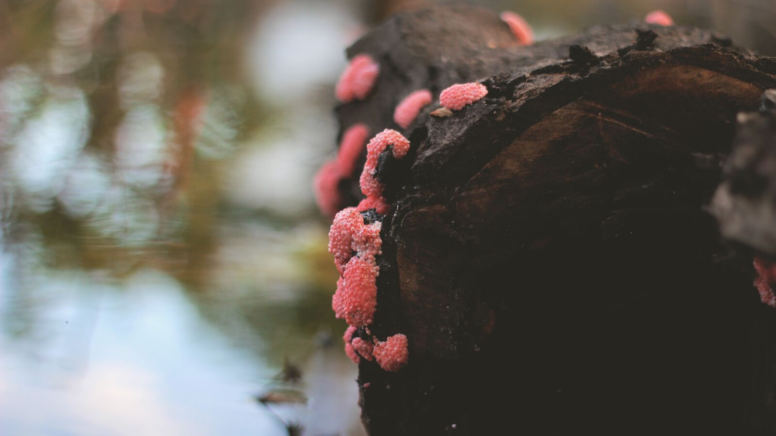 Canon EF 50mm F1.8 II sample photo. Plant, pink, wood photography