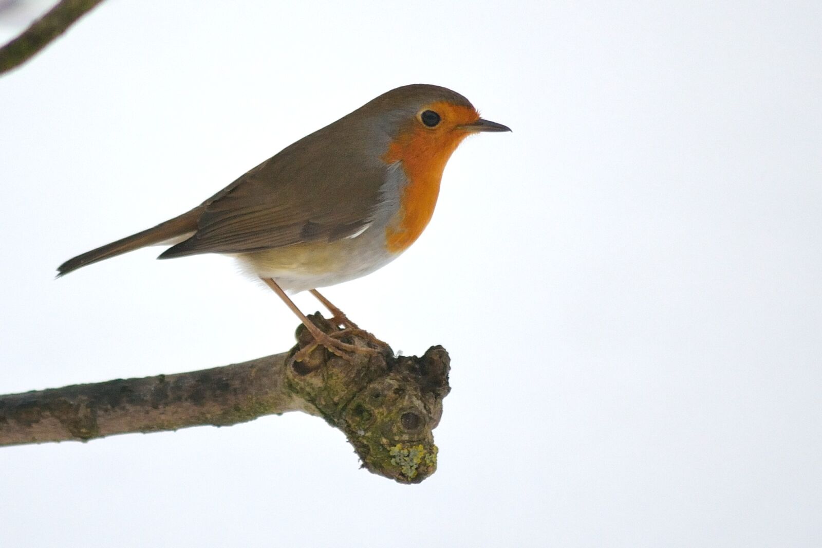 Nikon D3100 sample photo. Bird, animal world, nature photography