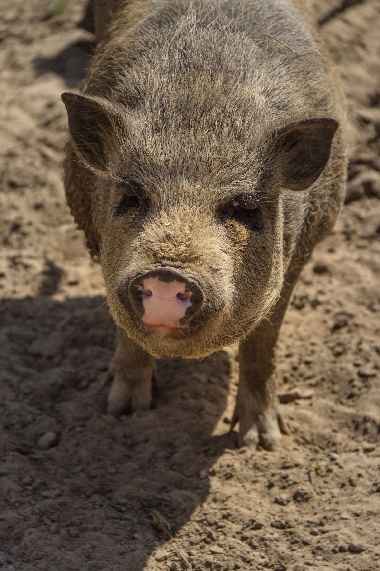 Canon EF-S 18-135mm F3.5-5.6 IS sample photo. Pig, piglet, cute photography