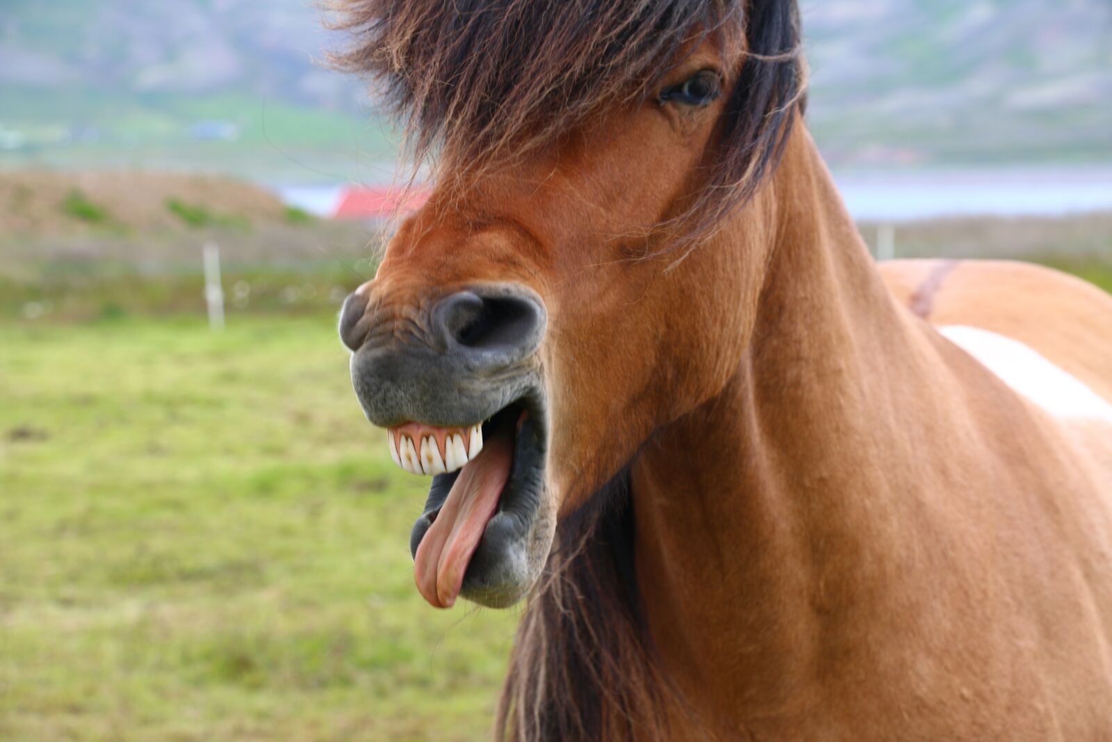 Canon EOS 70D sample photo. Horse, nature, free photography