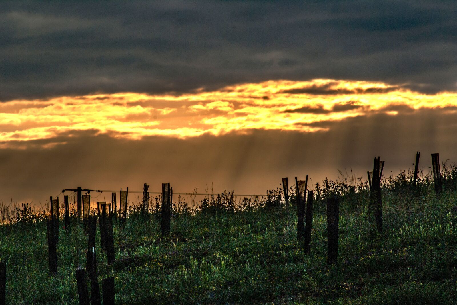 Sony Alpha DSLR-A100 sample photo. Poles, wood, sky photography