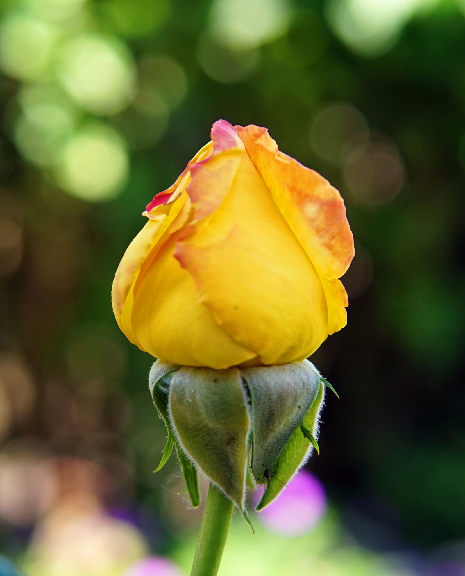 Sigma 30mm F1.4 DC DN | C sample photo. Rose, yellow, rose bloom photography