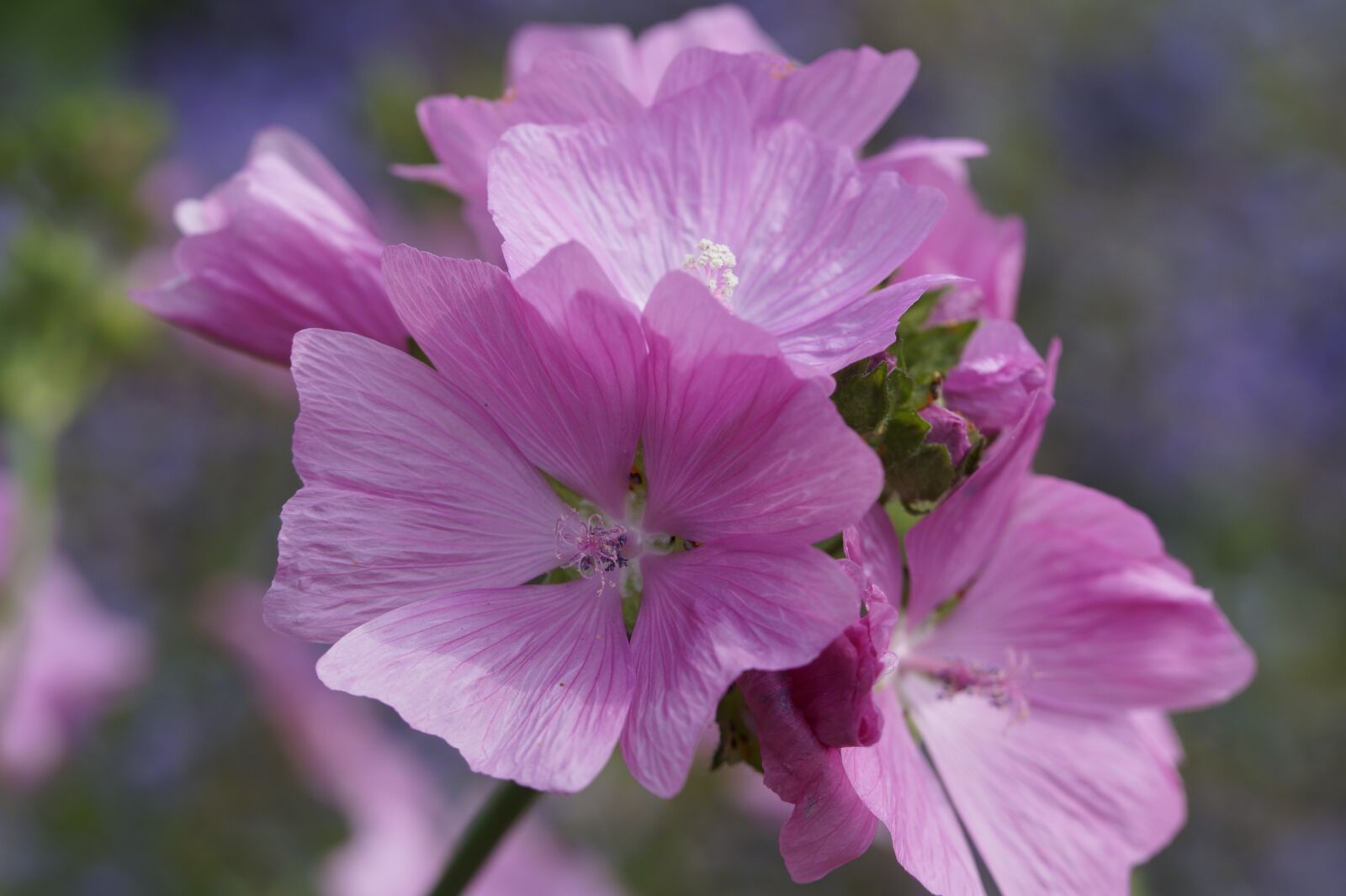 Sony SLT-A58 sample photo. Blossom, bloom, violet photography