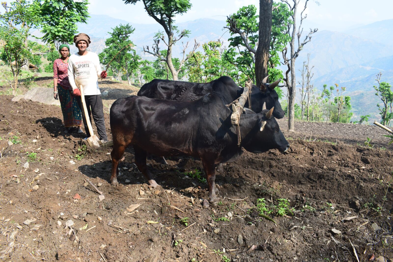 Nikon D5300 sample photo. The oxen plowed, plow photography