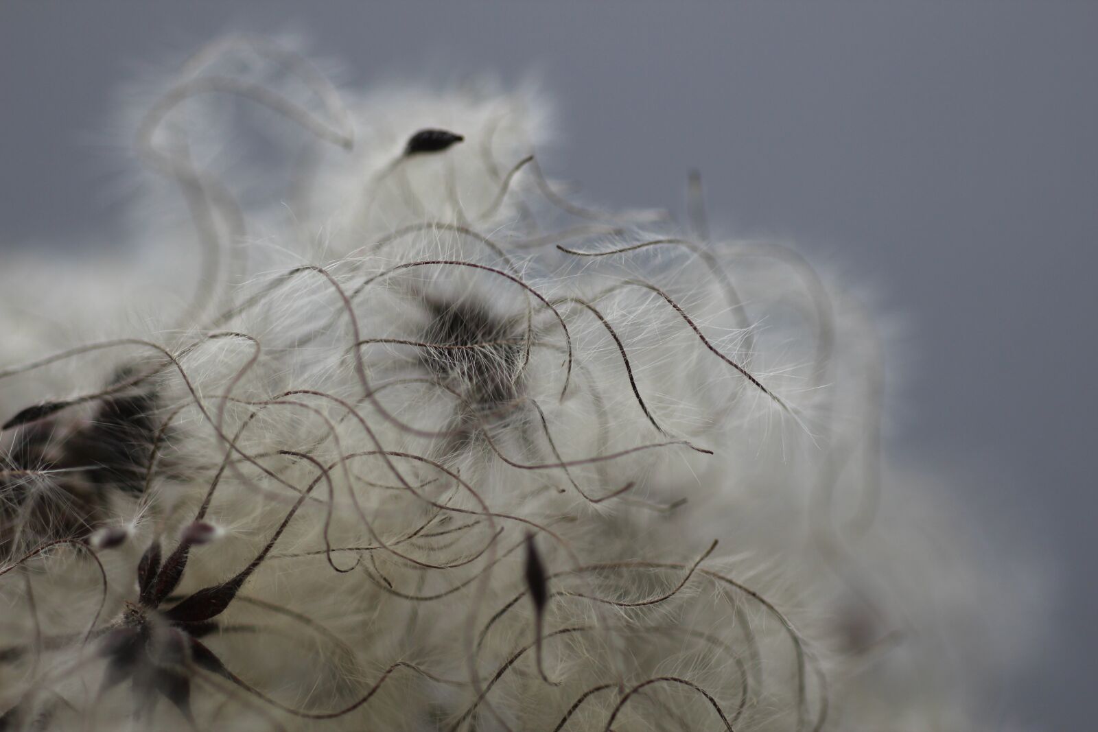 Canon EOS 600D (Rebel EOS T3i / EOS Kiss X5) sample photo. Clematis, seed head, seeds photography