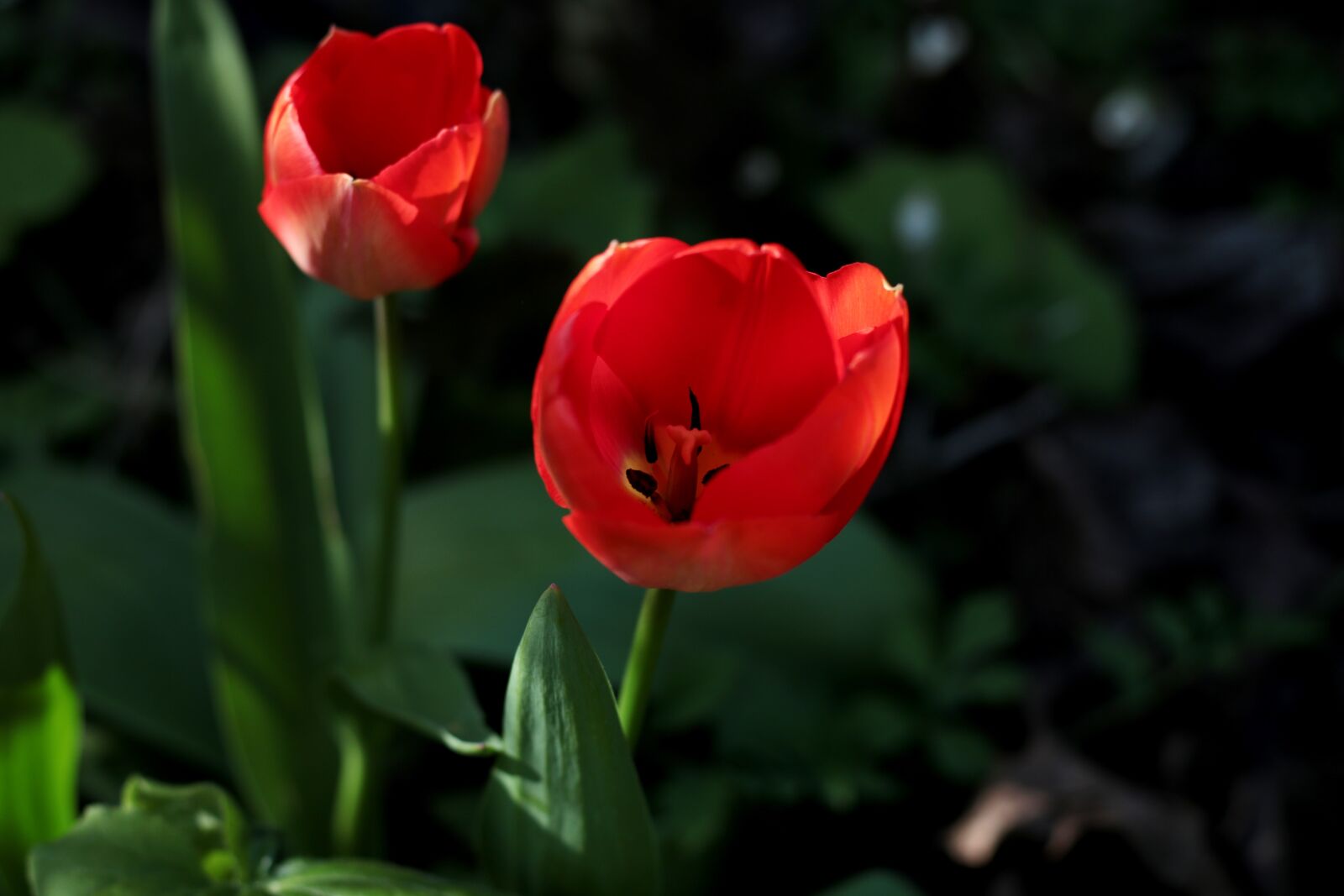 Canon EOS 7D Mark II sample photo. Tulip, red, spring flowers photography