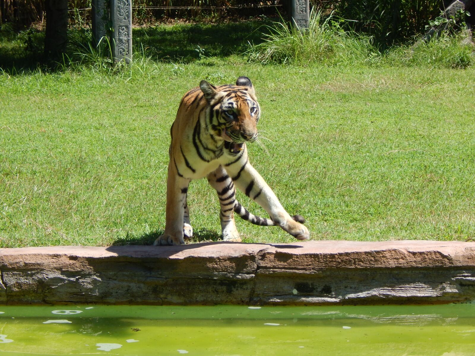 Nikon Coolpix L830 sample photo. Tiger, wildlife, nature photography