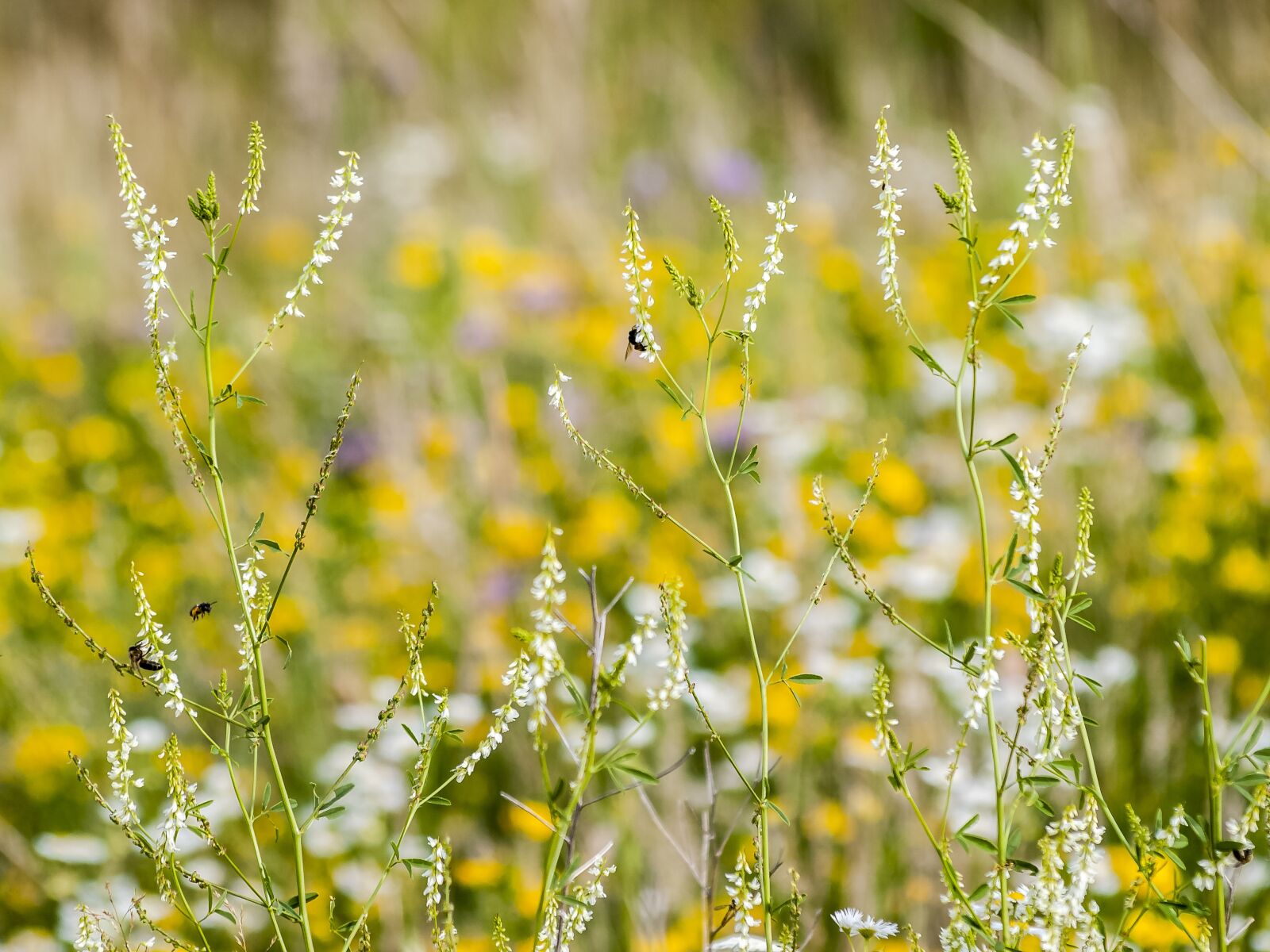 Olympus E-3 sample photo. Stone clover, klee, flower photography