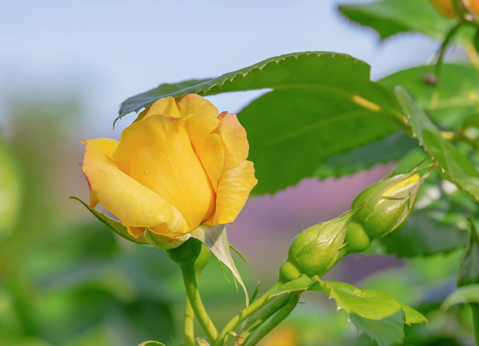 Fujifilm XF 55-200mm F3.5-4.8 R LM OIS sample photo. Rose, blossom, bloom photography