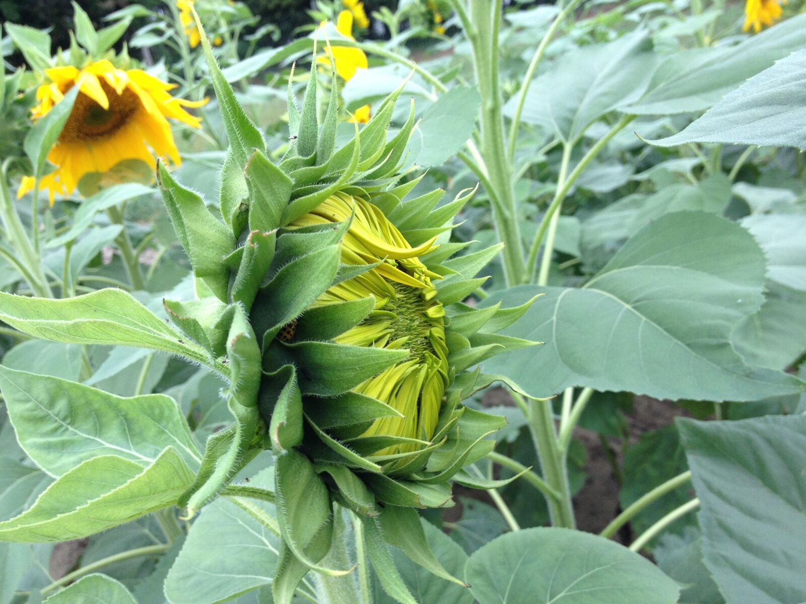 iPhone 4S back camera 4.28mm f/2.4 sample photo. Sunflower, flower, yellow photography