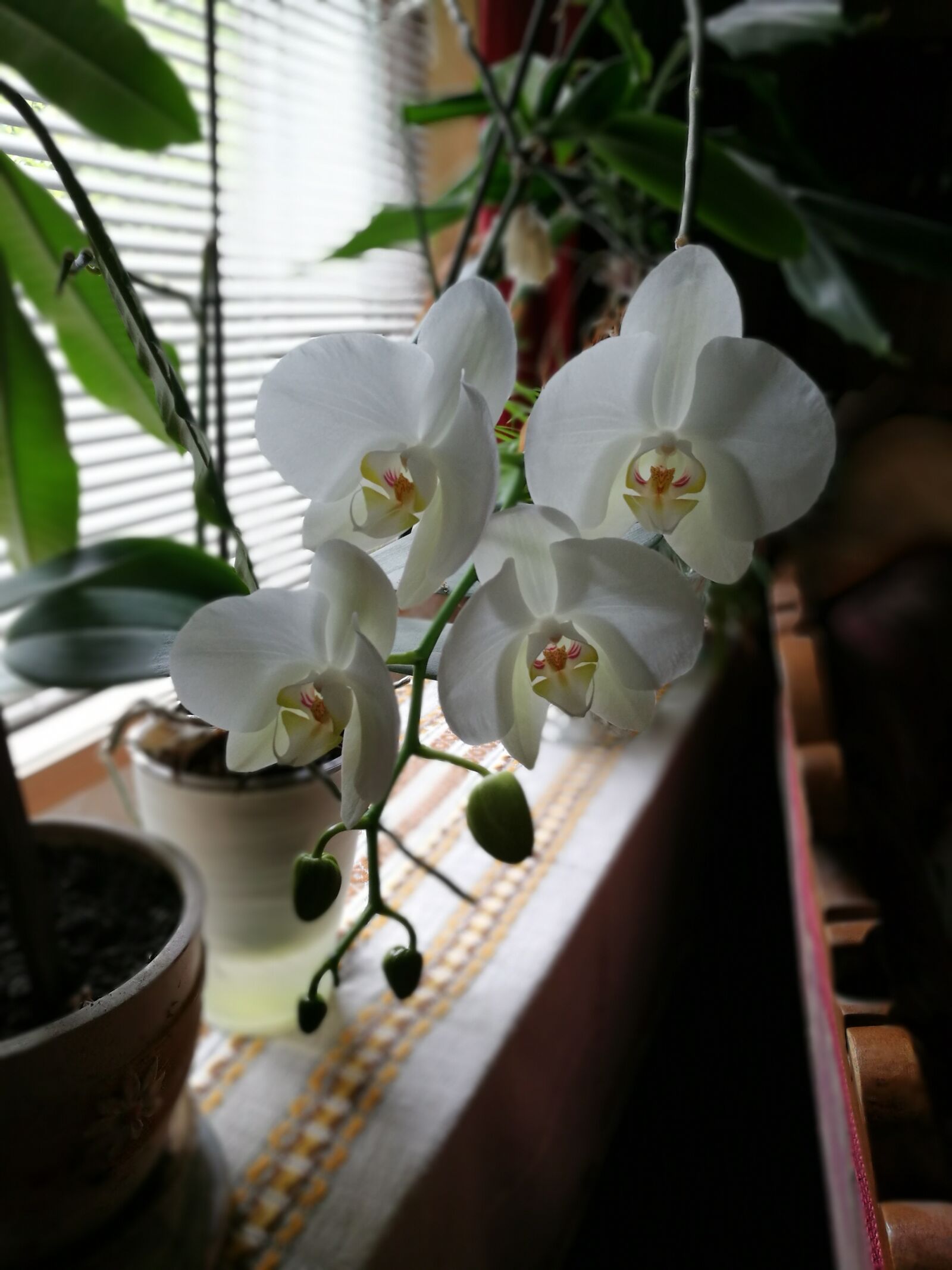 HUAWEI Honor 8 sample photo. Orchid, home, plant photography