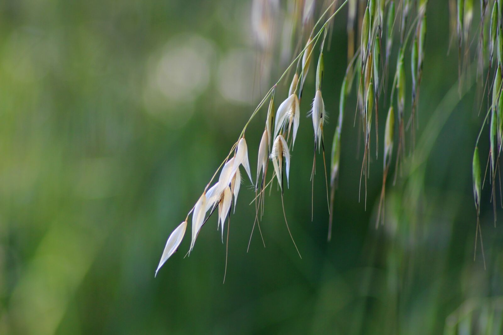 Canon EOS 600D (Rebel EOS T3i / EOS Kiss X5) sample photo. Herbs, nature, macro photography