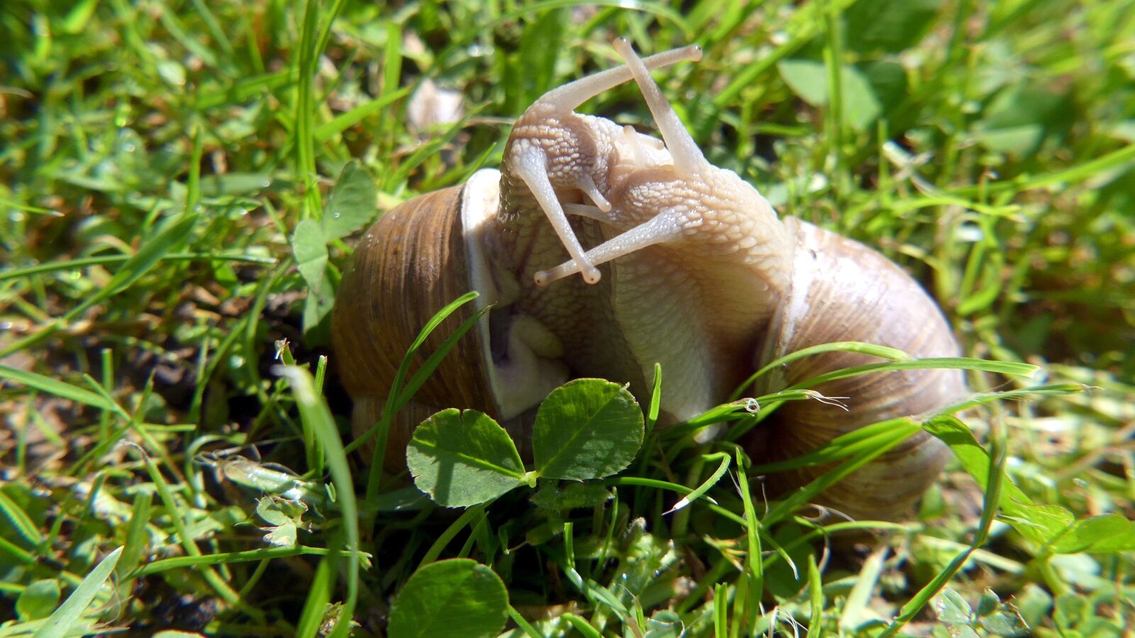Panasonic Lumix DMC-FZ300 sample photo. Garden, snails, nature photography
