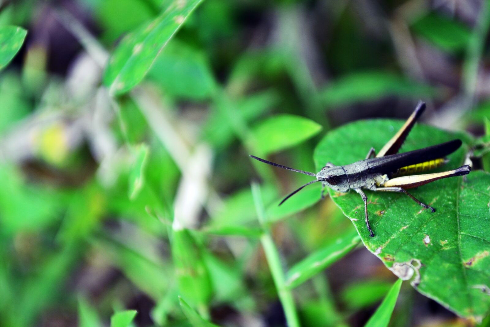 Nikon D3100 sample photo. Grasshopper, animal, nat photography