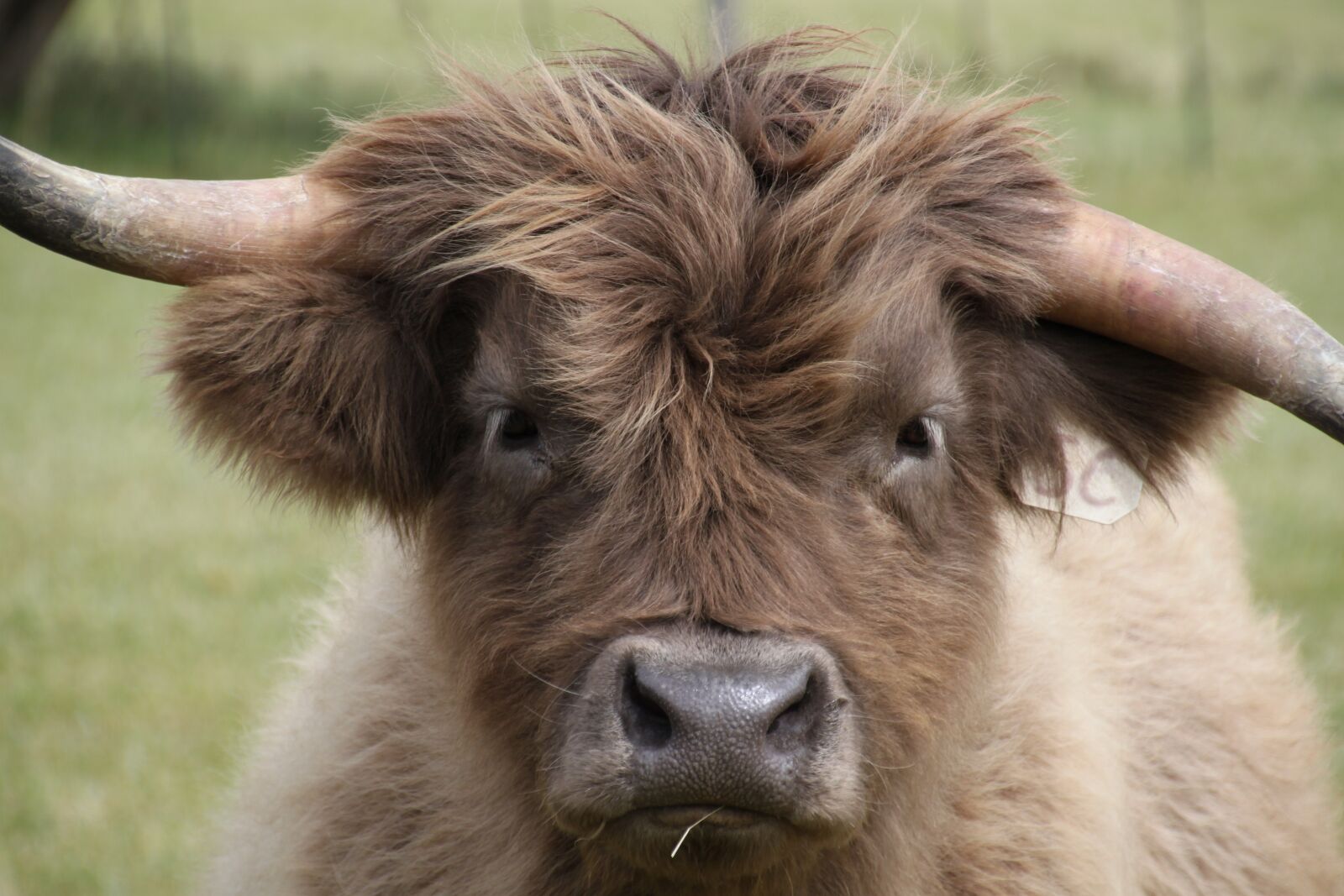 Canon EOS 500D (EOS Rebel T1i / EOS Kiss X3) sample photo. Highland, steer, cow photography