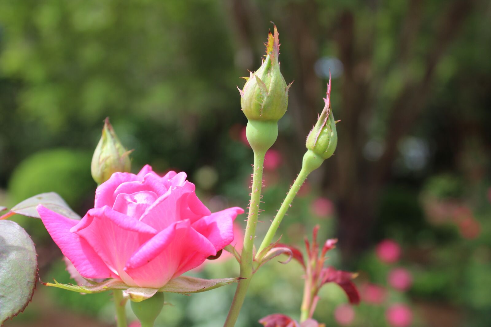 Canon EOS 1300D (EOS Rebel T6 / EOS Kiss X80) sample photo. Flower, nature, rose photography