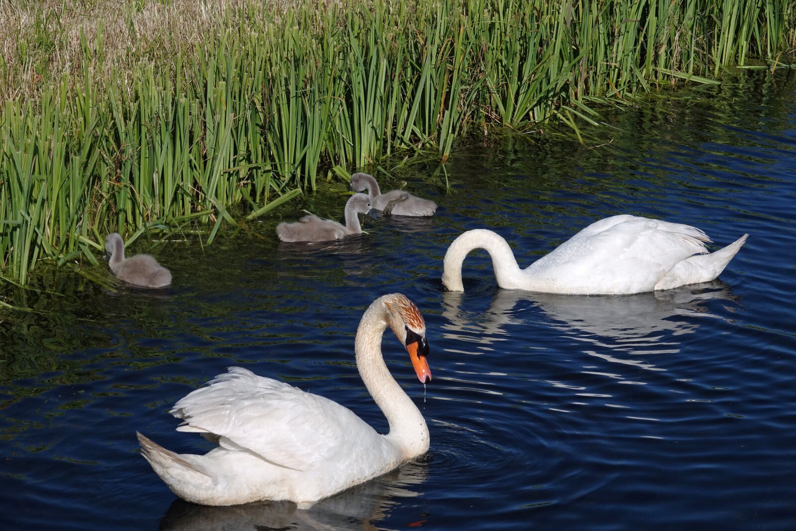 Sony Cyber-shot DSC-RX10 III sample photo. Swan, swans, waterfowl photography