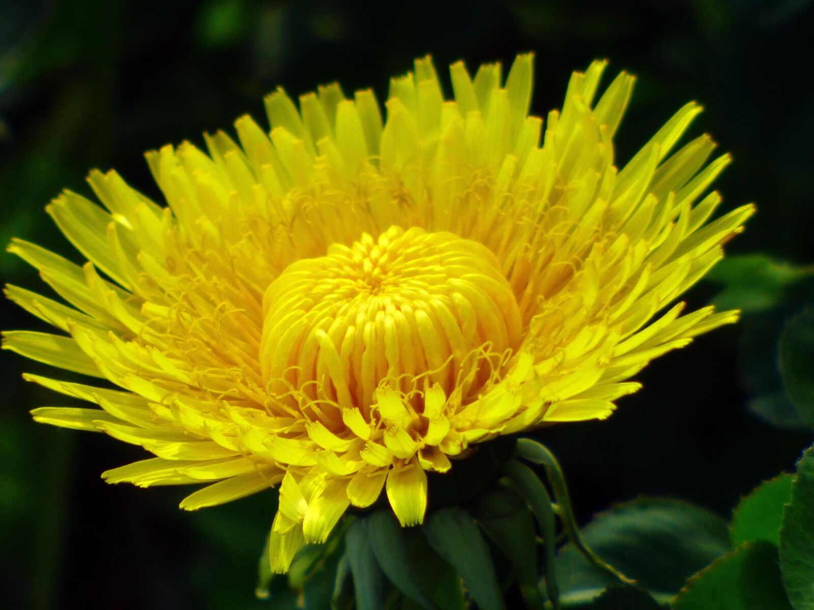 Panasonic DMC-FZ72 sample photo. Dandelion, yellow, color photography