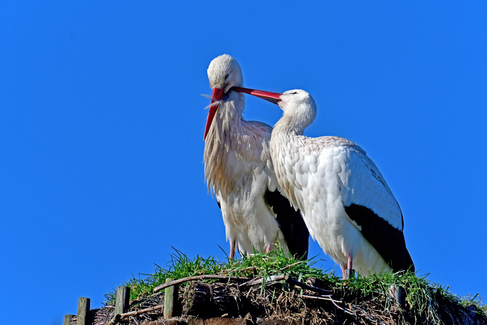 Nikon D500 sample photo. Stork, white stork, smooch photography