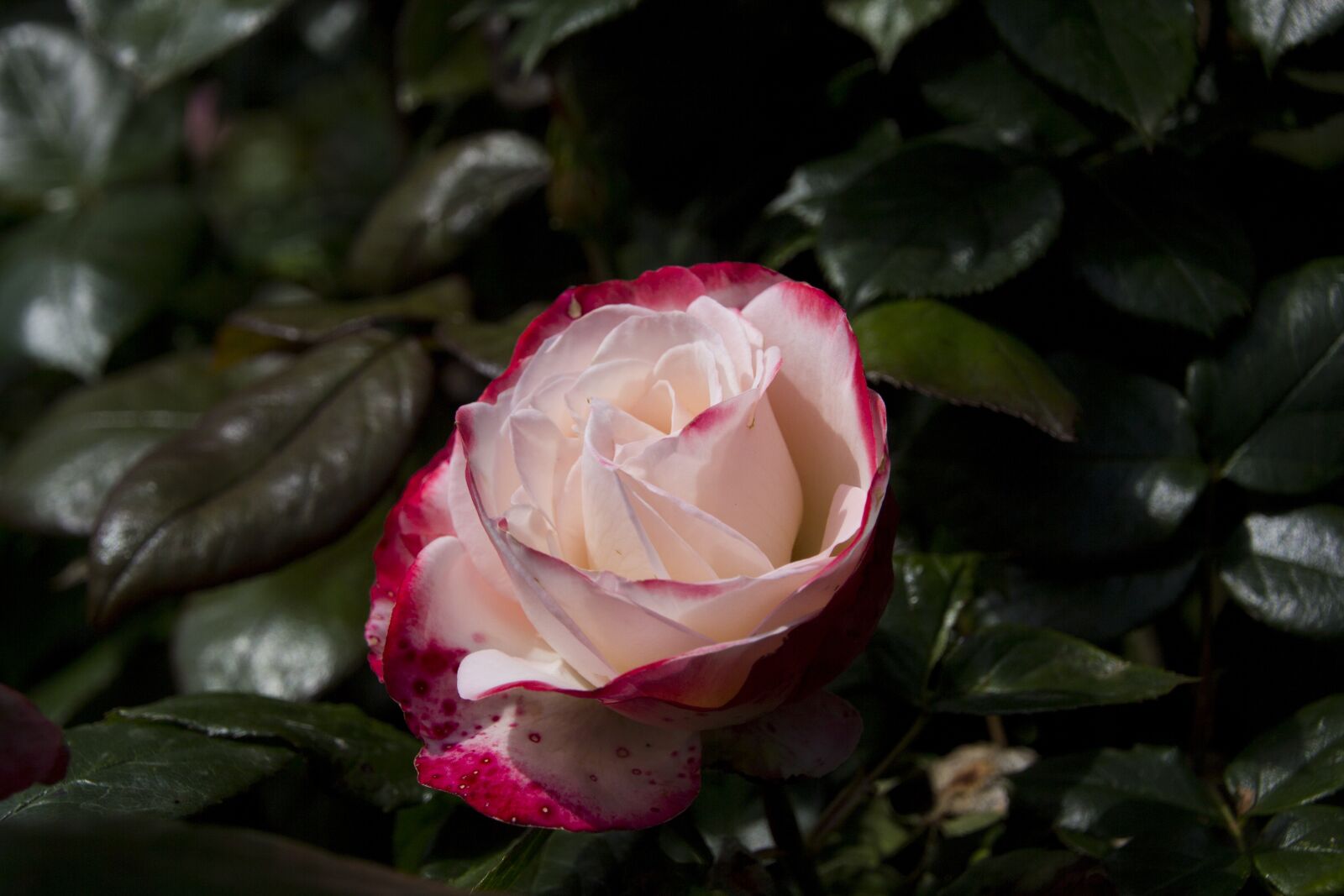 Canon EOS 60D sample photo. Rose, flower, nature photography