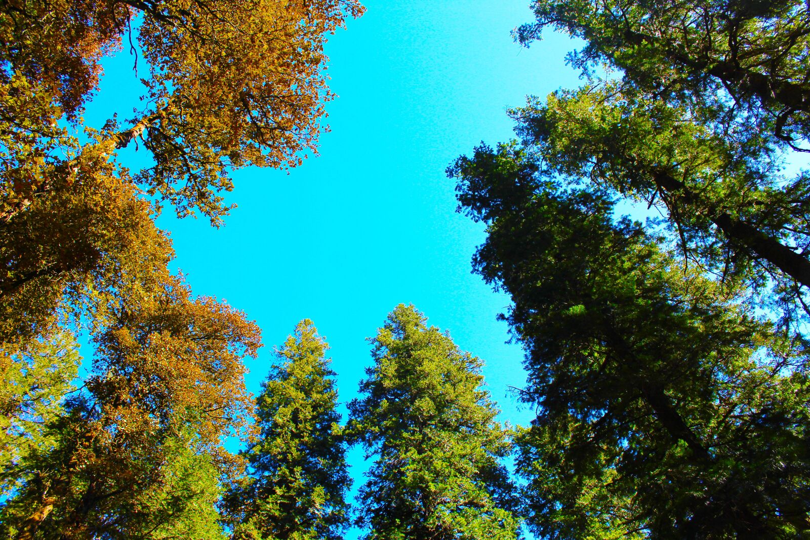 Canon EOS 1300D (EOS Rebel T6 / EOS Kiss X80) sample photo. Trees, nature, blue photography