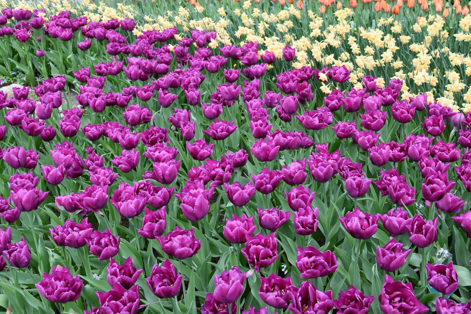 Nikon D3300 sample photo. Flowers, tulips, amsterdam photography