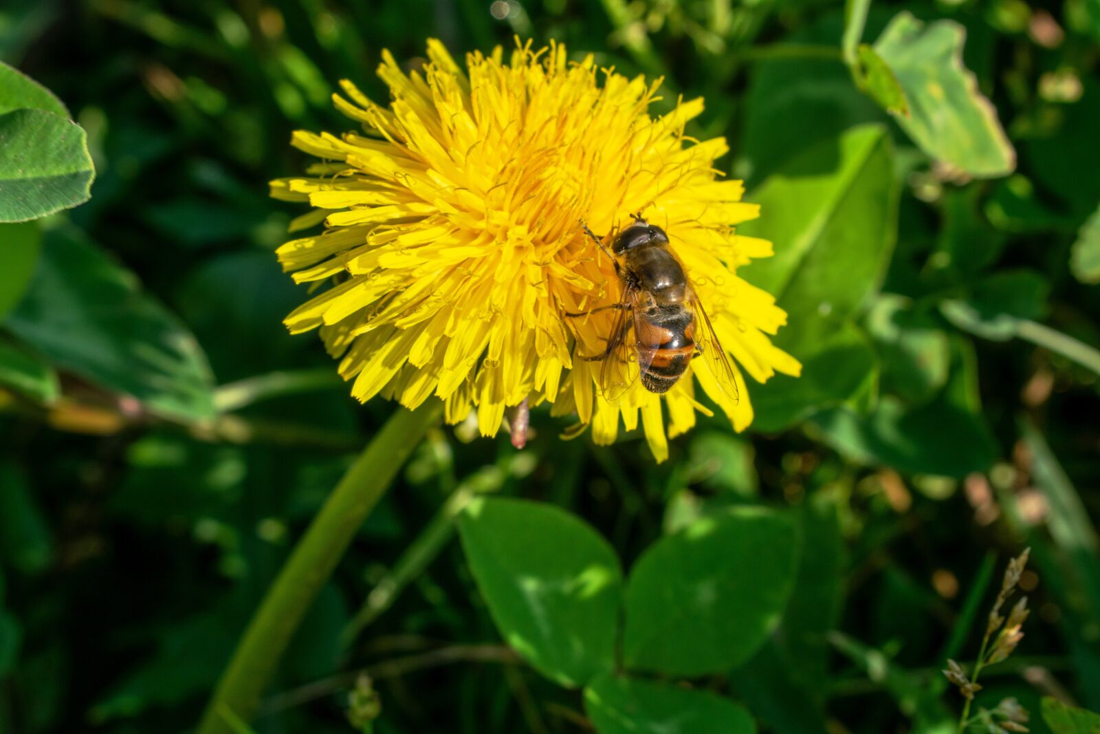 Nikon D5300 sample photo. Flower, yellow, in bloom photography