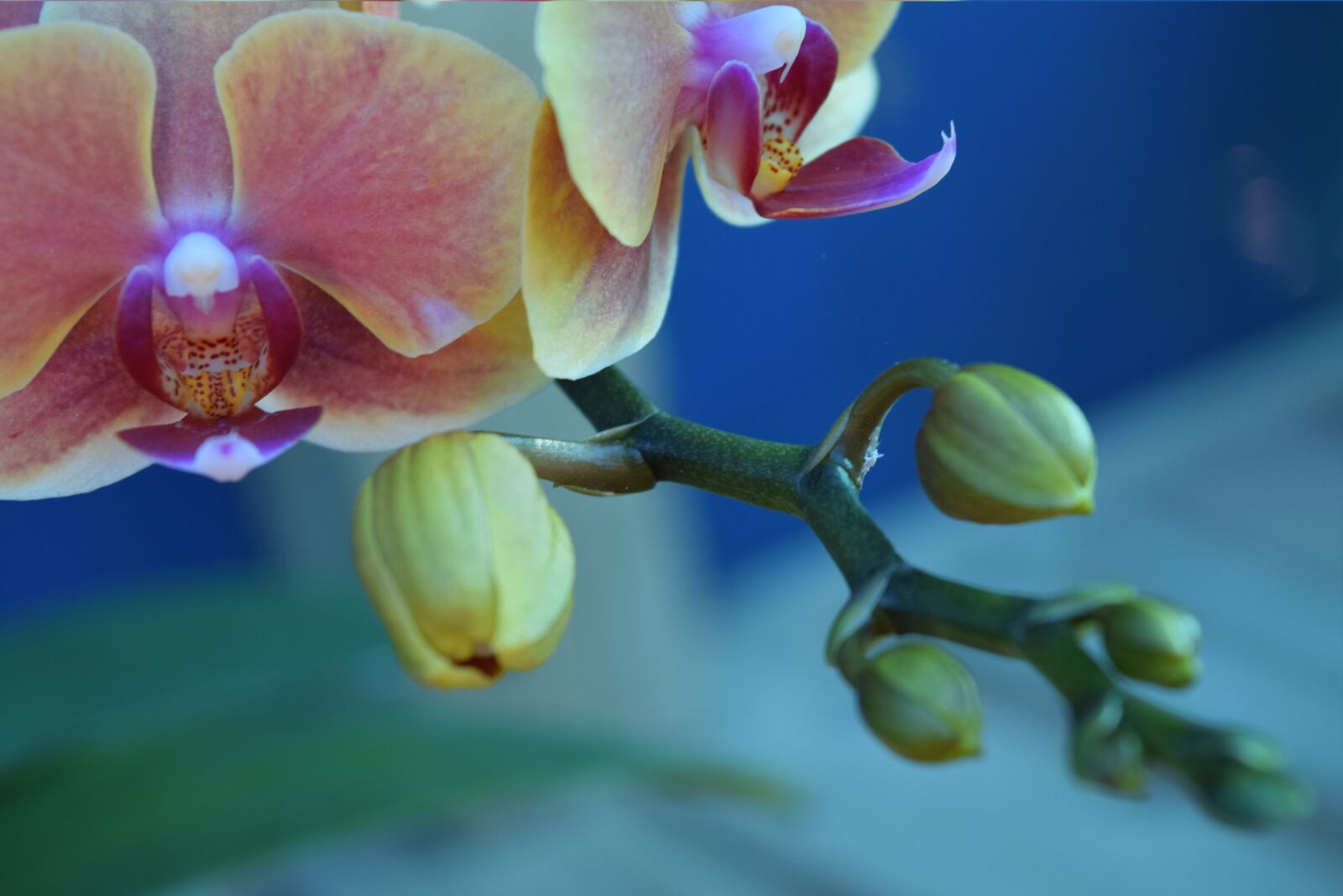 Nikon D3300 sample photo. Purple, orchid, new growth photography