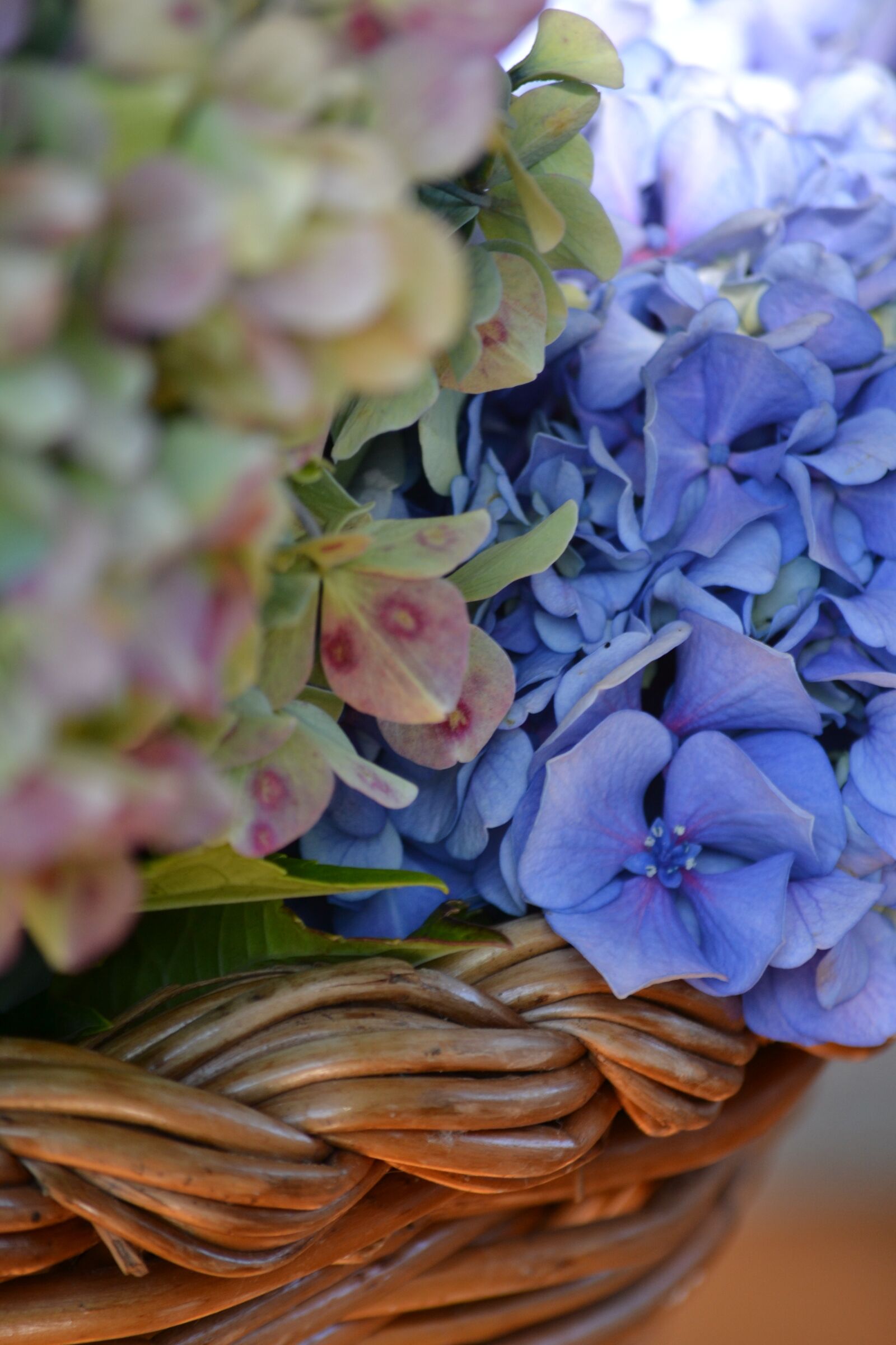 Nikon D3100 sample photo. Hydrangeas, flowers, flower photography
