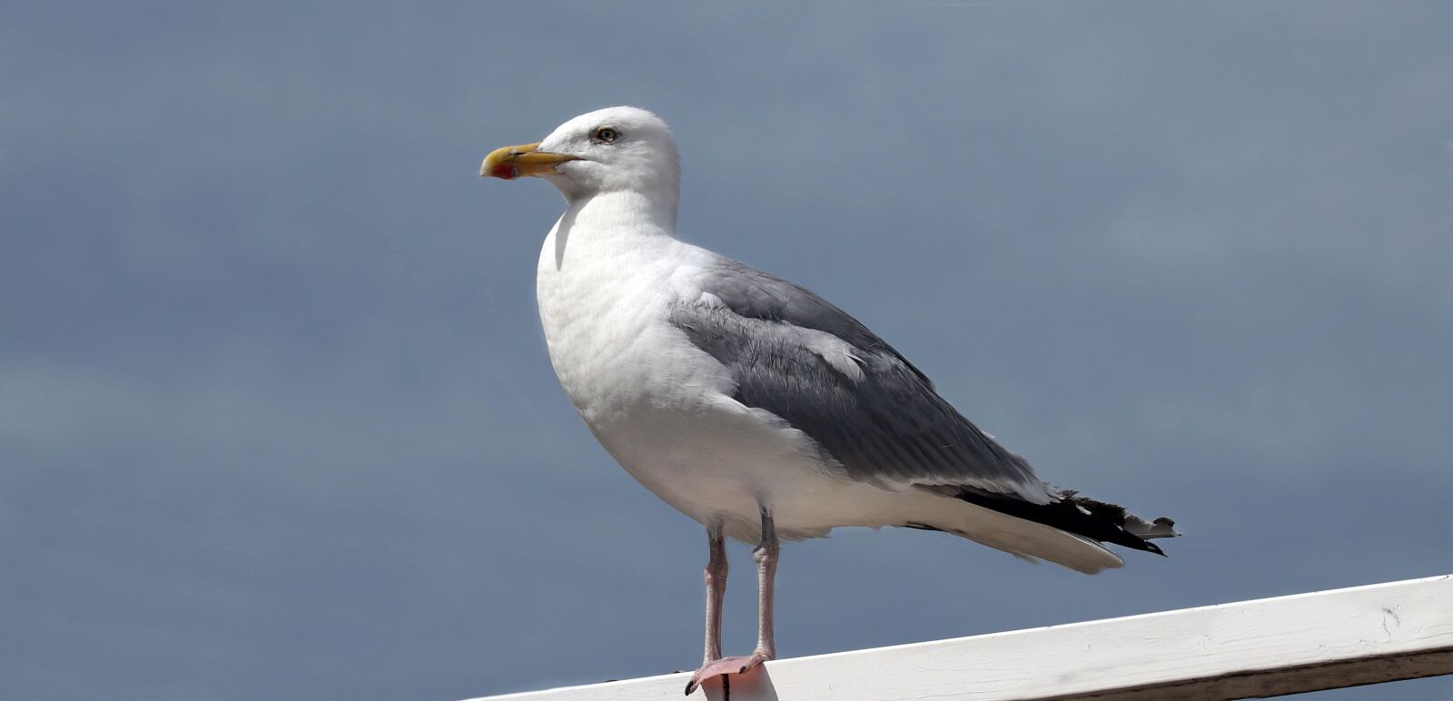 Canon EOS 80D sample photo. Bird, wildlife, seabird, seagull photography