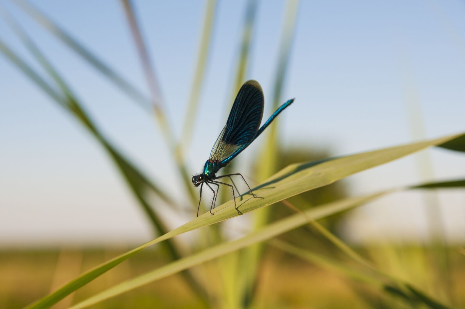 Nikon D5000 sample photo. Dragonfly, natural, insect photography